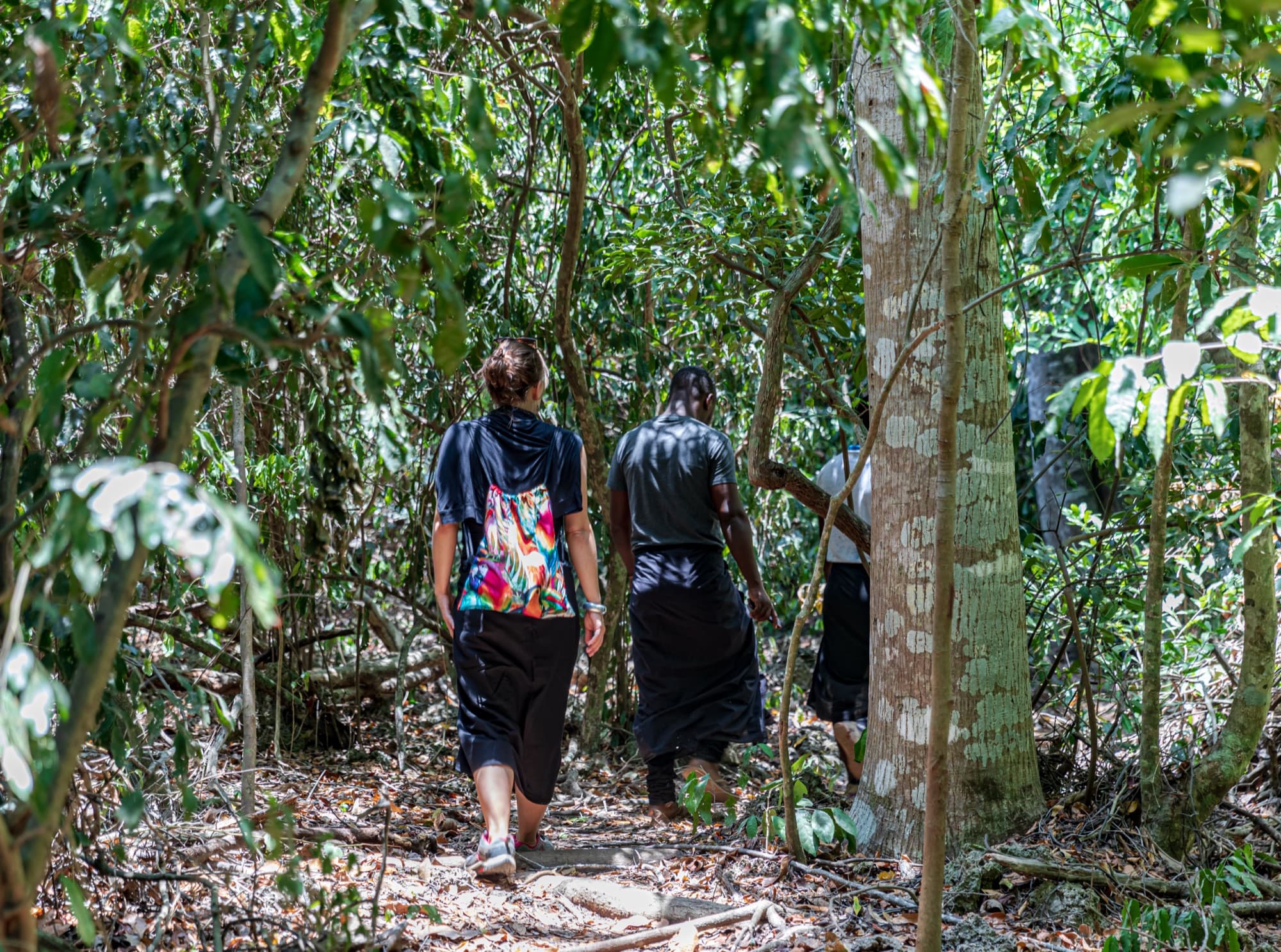 A path through the sacred Kaya forests of the coast