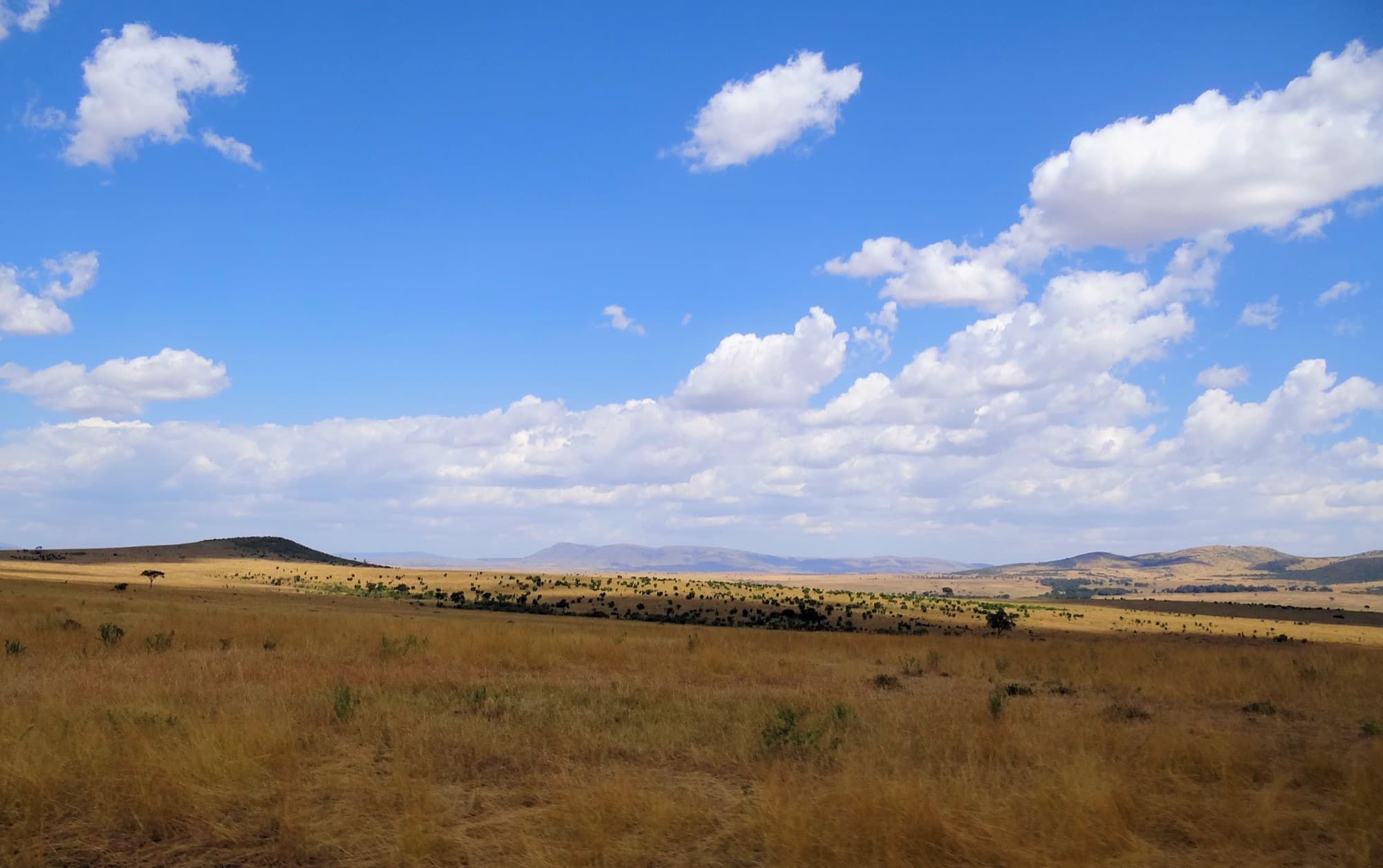 Open grassland plains of the Maasai Mara
